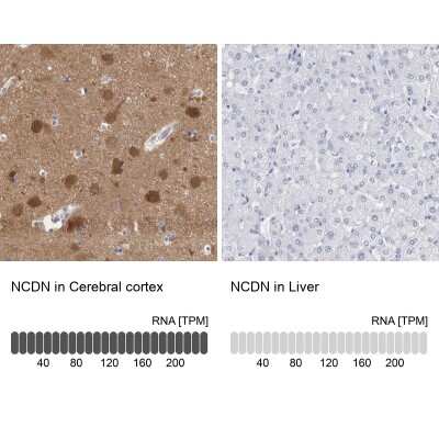 Immunohistochemistry-Paraffin: Neurochondrin Antibody [NBP1-87901] - Analysis in human cerebral cortex and liver tissues using NBP1-87901 antibody. Corresponding NCDN RNA-seq data are presented for the same tissues.
