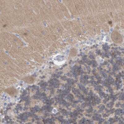Immunohistochemistry-Paraffin: Neurochondrin Antibody [NBP1-87901] - Staining of human Cerebellum shows moderate  cytoplasmic positivity in Purkinje cells.