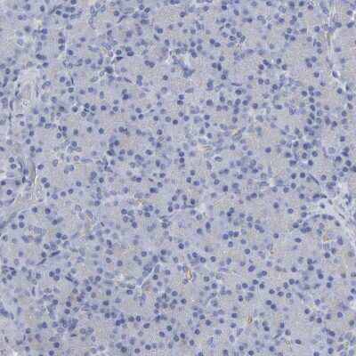 Immunohistochemistry-Paraffin: Neurochondrin Antibody [NBP1-87901] - Staining of human Pancreas shows no cytoplasmic positivity in exocrine glandular cells as expected.
