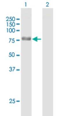 Western Blot: Neurochondrin Antibody [H00023154-B01P] - Analysis of NCDN expression in transfected 293T cell line by NCDN polyclonal antibody.  Lane 1: NCDN transfected lysate(80.19 KDa). Lane 2: Non-transfected lysate.