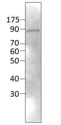 Western Blot: Neurochondrin Antibody [NBP1-50646] - Analysis with neurochondrin positive control