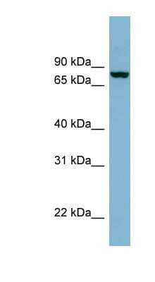 Western Blot: Neurochondrin Antibody [NBP1-55390] - Human Brain lysate, concentration 0.2-1 ug/ml.