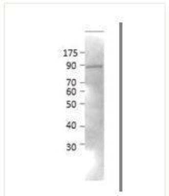 Western Blot: Neurochondrin Antibody [NBP1-60892] - Antibody dilution is 1:500 in antibody dilution buffer. MW is 88.5kDa.