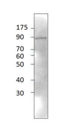 Western Blot: Neurochondrin Antibody [NBP1-60892] - 1:500 antibody dilution in DiluObuffer. Apparent MW is 90 KDa.