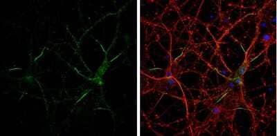 Immunocytochemistry/Immunofluorescence: Neurofascin Antibody [NBP3-13182] - Neurofascin antibody detects Neurofascin protein by immunofluorescent analysis. Sample: DIV14 rat E18 primary cortical neurons were fixed in 4% paraformaldehyde at RT for 15 min. Green: Neurofascin protein stained by Neurofascin antibody (NBP3-13182) diluted at 1:500. Red: beta Tubulin 3/ Tuj1, stained by beta Tubulin 3/ Tuj1 antibody [GT1338] (NBP3-13505) diluted at 1:500. Blue: Fluoroshield with DAPI.