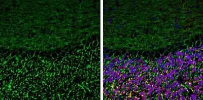 Immunohistochemistry-Frozen: Neurofascin Antibody [NBP3-13182] - Neurofascin antibody detects Neurofascin protein expression by immunohistochemical analysis. Sample: Frozen-sectioned adult mouse cerebellum. Green: Neurofascin protein stained by Neurofascin antibody (NBP3-13182) diluted at 1:250. Red: NeuN, stained by NeuN antibody [2Q158] diluted at 1:500. Blue: Fluoroshield with DAPI.