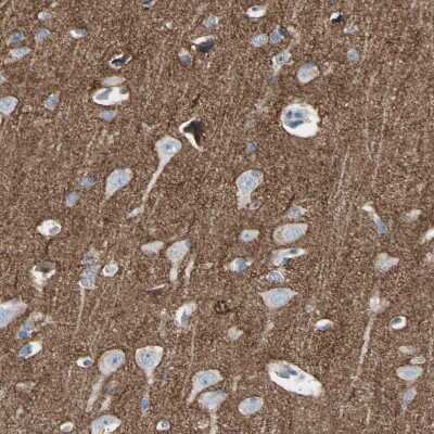 Immunohistochemistry-Paraffin: Neurofascin Antibody [NBP1-81886] - Staining of human cerebral cortex shows high expression.