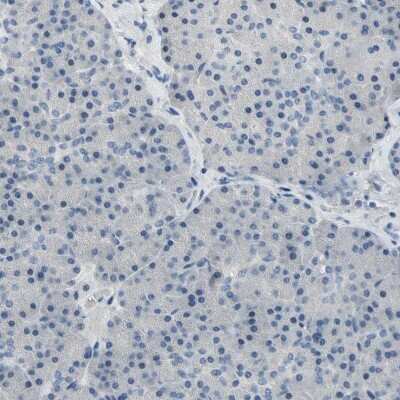 <b>Orthogonal Strategies Validation. </b>Immunohistochemistry-Paraffin: Neurofascin Antibody [NBP1-81886] - Staining of human pancreas shows low expression as expected.