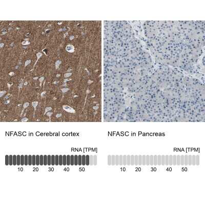 Immunohistochemistry-Paraffin: Neurofascin Antibody [NBP1-81886] - Staining in human cerebral cortex and pancreas tissues using anti-NFASC antibody. Corresponding NFASC RNA-seq data are presented for the same tissues.