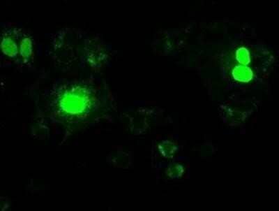 Flow Cytometry: Neurogenin-1 Antibody (OTI3F9) - Azide and BSA Free [NBP2-72948] - COS7 cells transiently transfected by pCMV6-ENTRY Neurogenin-1.