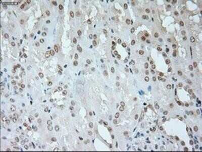 Immunohistochemistry: Neurogenin-1 Antibody (OTI3F9) - Azide and BSA Free [NBP2-72948] - Staining of Human Kidney tissue.