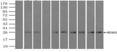 Immunoprecipitation: Neurogenin-1 Antibody (OTI3F9) - Azide and BSA Free [NBP2-72948] - Immunoprecipitation (IP) of NEUROG1 by using a monoclonal anti-NEUROG1 antibodies (Negative control: IP without adding anti-NEUROG1 antibody.). For each experiment, 500ul of DDK tagged NEUROG1 overexpression lysates (at 1:5 dilution with HEK293T lysate), 2ug of anti-NEUROG1 antibody and 20ul (0.1mg) of goat anti-mouse conjugated magnetic beads were mixed and incubated overnight. After extensive wash to remove any non-specific binding, the immuno-precipitated products were analyzed with rabbit anti-DDK polyclonal antibody.