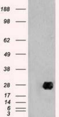 Western Blot: Neurogenin-1 Antibody (OTI3F9) - Azide and BSA Free [NBP2-72948] - HEK293T cells were transfected with the pCMV6-ENTRY control (Left lane) or pCMV6-ENTRY Neurogenin 1 (Right lane) cDNA for 48 hrs and lysed. Equivalent amounts of cell lysates (5 ug per lane) were separated by SDS-PAGE and immunoblotted with anti-Neurogeni