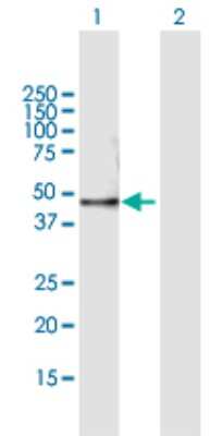 Western Blot: Neurogenin-1 Antibody [H00004762-B01P] - Analysis of NEUROG1 expression in transfected 293T cell line by NEUROG1 polyclonal antibody.  Lane 1: NEUROG1 transfected lysate(26.07 KDa). Lane 2: Non-transfected lysate.
