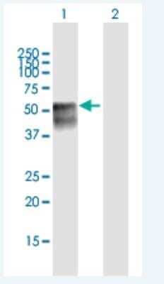 Western Blot: Neurogenin-2 Antibody [H00063973-B02P-50ug] - Analysis of NEUROG2 expression in transfected 293T cell line by NEUROG2 MaxPab polyclonal antibody.  Lane 1: NEUROG2 transfected lysate(28.6 KDa).Lane 2: Non-transfected lysate.