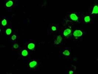 Flow Cytometry: Neurogenin-3 Antibody (OTI3B5) - Azide and BSA Free [NBP2-72956] - Neurogenin3 Staining of HeLa cells transiently transfected by pCMV6-ENTRY Neurogenin-3.