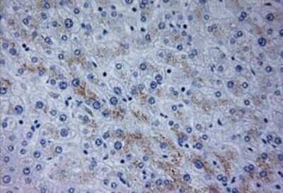 Immunohistochemistry: Neurogenin-3 Antibody (OTI3B5) - Azide and BSA Free [NBP2-72956] - Staining of paraffin-embedded Human liver tissue within the normal limits using anti-NEUROG3 mouse monoclonal antibody at 1:150 dilution.