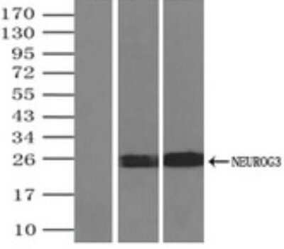 Immunoprecipitation: Neurogenin-3 Antibody (OTI3B5) - Azide and BSA Free [NBP2-72956] - (Negative control: IP without adding anti-NEUROG3 antibody). For each experiment, 500ul of DDK tagged NEUROG3 overexpression lysates (at 1:5 dilution with HEK293T lysate), 2ug of anti-NEUROG3 antibody and 20ul (0.1mg) of goat anti-mouse conjugated magnetic beads were mixed and incubated overnight. After extensive wash to remove any non-specific binding, the immuno-precipitated products were analyzed with rabbit anti-DDK polyclonal antibody.