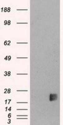 Western Blot: Neurogenin-3 Antibody (OTI3B5) - Azide and BSA Free [NBP2-72956] - HEK293T cells were transfected with the pCMV6-ENTRY control (Left lane) or pCMV6-ENTRY Neurogenin-3 (Right lane) cDNA for 48 hrs and lysed. Equivalent amounts of cell lysates (5 ug per lane) were separated by SDS-PAGE and immunoblotted with anti-Neurogeni