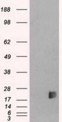 Western Blot Neurogenin-3 Antibody (OTI3B5)