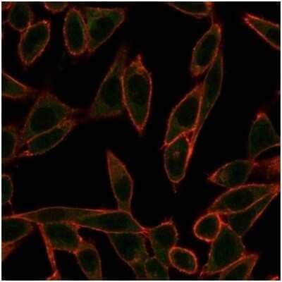 Immunocytochemistry/Immunofluorescence: Neurogenin-3 Antibody (PCRP-NEUROG3-1E10) [NBP3-13987] - Immunofluorescence Analysis of PFA-fixed HeLa cells stained using Neurogenin-3 Antibody (PCRP-NEUROG3-1E10) followed by goat anti-mouse IgG-CF488 (green). CF640A phalloidin (red).