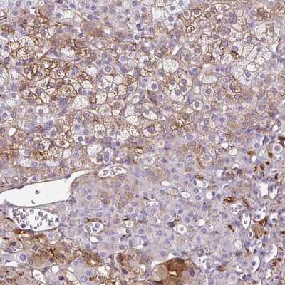 Immunohistochemistry-Paraffin: Neuroglobin Antibody [NBP2-49287] - Staining of human adrenal gland shows high expression.