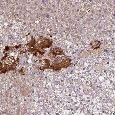 Immunohistochemistry-Paraffin: Neuroglobin Antibody [NBP2-48769] - Staining of human adrenal gland shows high expression.