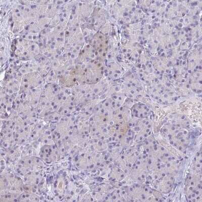 Immunohistochemistry-Paraffin: Neuroglobin Antibody [NBP2-48769] - Staining of human pancreas shows low expression as expected.