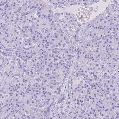 <b>Orthogonal Strategies Validation. </b>Immunohistochemistry-Paraffin: Neuroglobin Antibody [NBP2-49287] - Staining of human pancreas shows low expression as expected.