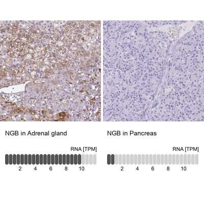 Immunohistochemistry-Paraffin: Neuroglobin Antibody [NBP2-49287] - Staining in human adrenal gland and pancreas tissues using anti-NGB antibody. Corresponding NGB RNA-seq data are presented for the same tissues.