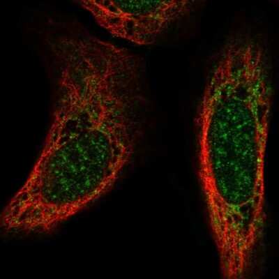 Immunocytochemistry/Immunofluorescence: Neuroglycan C/CSPG5 Antibody [NBP2-56381] - Staining of human cell line U-2 OS shows localization to nuclear speckles & mitochondria.