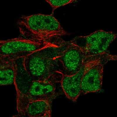 Immunocytochemistry/Immunofluorescence: Neuroglycan C/CSPG5 Antibody [NBP2-58590] - Staining of human cell line HEK 293 shows localization to nucleoplasm.