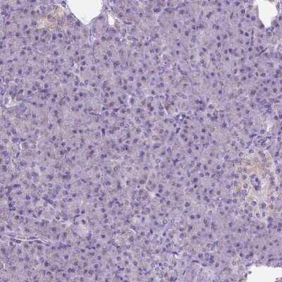 <b>Orthogonal Strategies Validation. </b>Immunohistochemistry-Paraffin: Neuroglycan C/CSPG5 Antibody [NBP2-49669] - Staining of human pancreas shows low expression as expected.