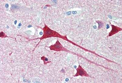 Immunohistochemistry-Paraffin: Neurogranin Antibody - BSA Free [NBP1-45219] - Staining of paraffin embedded Human Cortex. Antibody at 5 ug/mL. Steamed antigen retrieval with citrate buffer pH 6, AP-staining.