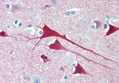 Immunohistochemistry-Paraffin: Neurogranin Antibody [NBP2-29349] - Staining of Human Cortex. Steamed antigen retrieval with citrate buffer pH 6, AP-staining.