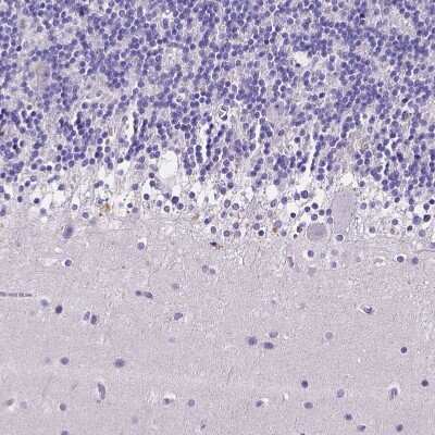 Immunohistochemistry-Paraffin: Neurogranin Antibody [NBP2-32655] - Staining of human cerebellum shows no positivity in Purkinje cells as expected.