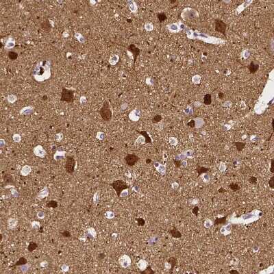 Immunohistochemistry-Paraffin: Neurogranin Antibody [NBP2-32655] - Staining of human cerebral cortex shows strong cytoplasmic positivity in neurons.