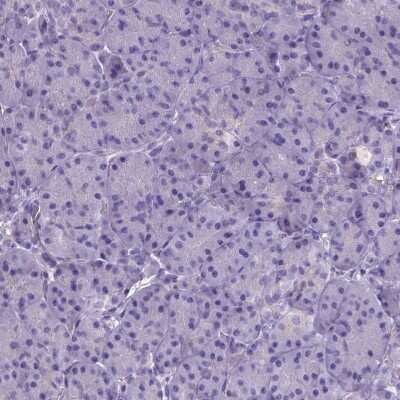 Immunohistochemistry-Paraffin: Neurogranin Antibody [NBP2-32655] - Staining of human pancreas shows no positivity in exocrine glandular cells as expected.