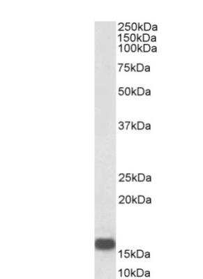 Western Blot: Neurogranin Antibody [NBP2-29349] -  Staining of Human Brain (Frontal Cortex) lysate (35 ug protein in RIPA buffer). Primary incubation was 1 hour. Detected by chemiluminescence.