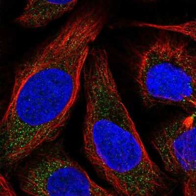 Immunocytochemistry/Immunofluorescence: Neurokinin B Antibody [NBP1-92178] - Staining of human cell line U-2 OS shows localization to vesicles.