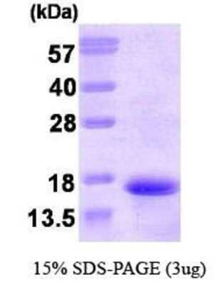 SDS-Page: Neurokinin B Protein [NBP1-30196] - Neurokinin B, 13.8 kDa (125aa), confirmed by MALDI-TOF with a purity of 95% by SDS - PAGE