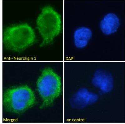 Immunofluorescence: Neuroligin 1/NLGN1 Antibody [NBP2-76348] - Analysis of paraformaldehyde fixed U251 cells, permeabilized with 0.15% Triton. Primary incubation 1hr (10ug/ml) followed by Alexa Fluor 488 secondary antibody (2ug/ml), showing membrane/cytoplasmic staining. The nuclear stain is DAPI (blue). Negative control: Unimmunized goat IgG (10ug/ml) followed by Alexa Fluor 488 secondary antibody (2ug/ml).