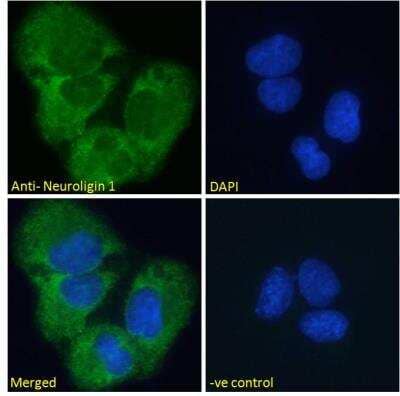 Immunofluorescence: Neuroligin 1/NLGN1 Antibody [NBP2-76348] - Analysis of paraformaldehyde fixed U2OS cells, permeabilized with 0.15% Triton. Primary incubation 1hr (10ug/ml) followed by Alexa Fluor 488 secondary antibody (2ug/ml), showing membrane/cytoplasmic staining. The nuclear stain is DAPI (blue). Negative control: Unimmunized goat IgG (10ug/ml) followed by Alexa Fluor 488 secondary antibody (2ug/ml).