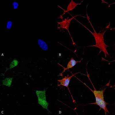 Immunocytochemistry/Immunofluorescence: Neuroligin 1/NLGN1 Antibody (S97A-31) [NBP2-42192] - Immunocytochemistry/Immunofluorescence analysis using Mouse Anti-Neuroligin 1/NLGN1 Monoclonal Antibody, Clone S97A-31 (NBP2-42192). Tissue: Neuroblastoma cells (SH-SY5Y). Species: Human. Fixation: 4% PFA for 15 min. Primary Antibody: Mouse Anti-Neuroligin 1/NLGN1 Monoclonal Antibody (NBP2-42192) at 1:100 for overnight at 4C with slow rocking. Secondary Antibody: AlexaFluor 488 at 1:1000 for 1 hour at RT. Counterstain: Phalloidin-iFluor 647 (red) F-Actin stain; Hoechst (blue) nuclear stain at 1:800, 1.6mM for 20 min at RT. (A) Hoechst (blue) nuclear stain. (B) Phalloidin-iFluor 647 (red) F-Actin stain. (C) Neuroligin 1/NLGN1 Antibody (D) Composite.