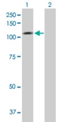 Western Blot: Neuroligin 1/NLGN1 Antibody [H00022871-B01P] - Analysis of NLGN1 expression in transfected 293T cell line by NLGN1 polyclonal antibody.  Lane 1: NLGN1 transfected lysate(90.53 KDa). Lane 2: Non-transfected lysate.
