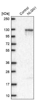 Western Blot: Neuroligin 1/NLGN1 Antibody [NBP1-87888] - Analysis in control (vector only transfected HEK293T lysate) and NLGN1 over-expression lysate (Co-expressed with a C-terminal myc-DDK tag (3.1 kDa) in mammalian HEK293T cells).