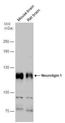 Western Blot: Neuroligin 1/NLGN1 Antibody [NBP3-13175] - Various tissue extracts (75 ug) were separated by 7.5% SDS-PAGE, and the membrane was blotted with Neuroligin 1/NLGN1 antibody (NBP3-13175) diluted at 1:1000.