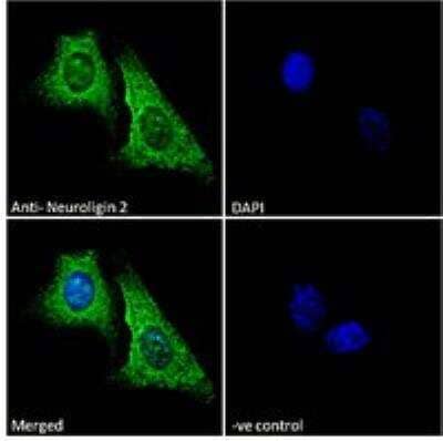 Immunocytochemistry/Immunofluorescence: Neuroligin 2/NLGN2 Antibody [NBP1-00220] - Immunofluorescence analysis of paraformaldehyde fixed U2OS cells, permeabilized with 0.15% Triton. Primary incubation 1hr (10 ug/mL) followed by Alexa Fluor 488 secondary antibody (2 ug/mL), showing mitochondria/cytoplasmic staining. The nuclear stain is DAPI (blue). Negative control: Unimmunized goat IgG (10 ug/mL) followed by Alexa Fluor 488 secondary antibody (2 ug/mL).