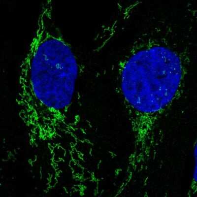 Immunocytochemistry/Immunofluorescence: Neuroligin 2/NLGN2 Antibody [NBP2-56665] - Staining of human cell line U-2 OS shows localization to mitochondria. Antibody staining is shown in green.