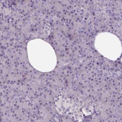 Immunohistochemistry-Paraffin: Neuroligin 2/NLGN2 Antibody [NBP2-49590] - Staining of human pancreas shows low expression as expected.